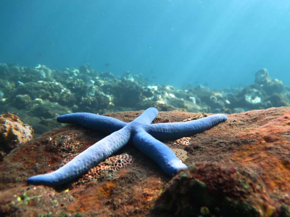 Diving Tulamben