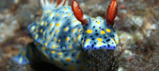 Macro and Muck Diving Amed