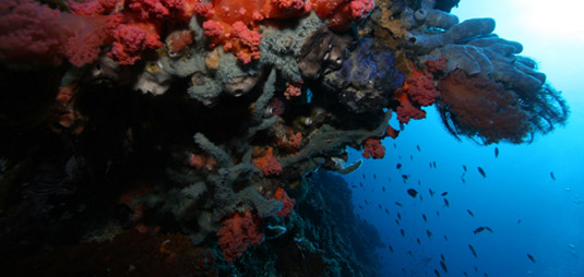 diving sites in Amed