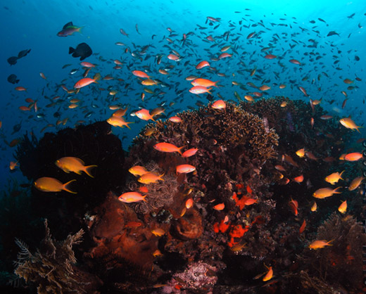 coral reef nusa penida bali