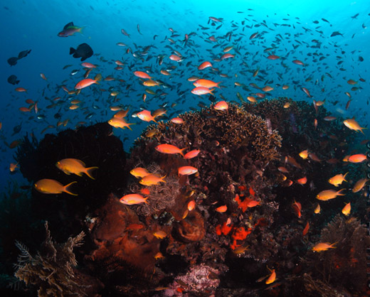 coral reef nusa penida bali