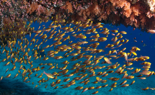 dive sites nusa penida