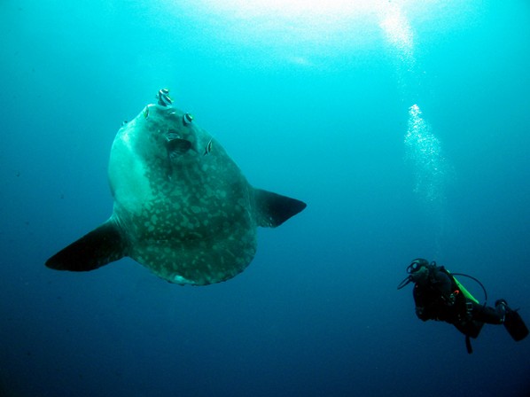 Mola Mola while doing the Deep Diver