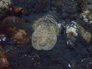 GH4_Tocca_Cuttlefish