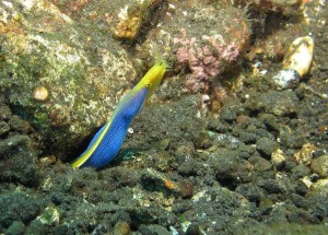 Ribbon eel