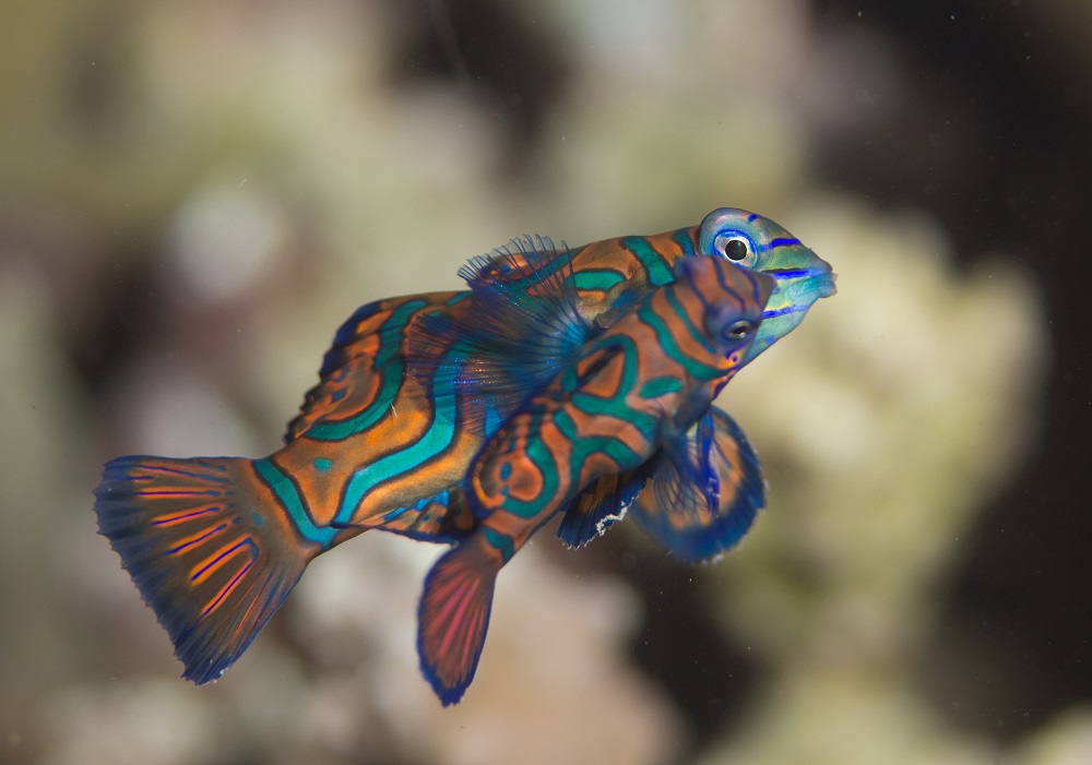 Mandarin fish in Bali