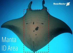 Manta ID Area