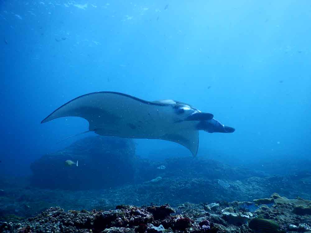 Manta Ray Nusa Penida Bali