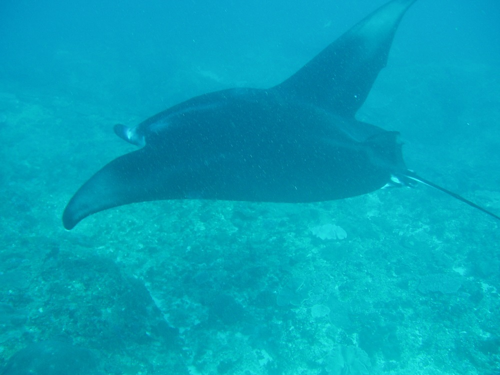 Manta Ray in Bali