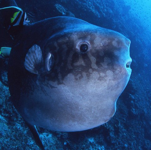 mola mola alexandrini