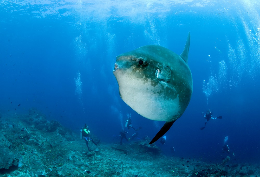 Mola Mola in Nusa Penida Bali