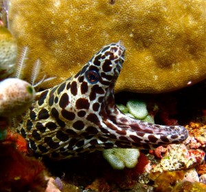 Moray Eel (Joakim Engqvist)