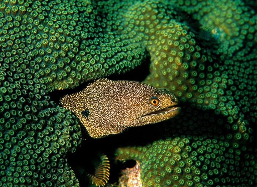 Moray eel