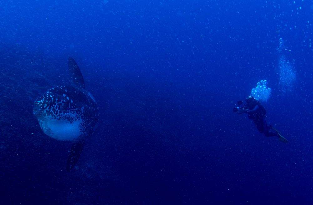 Mola Mola Nusa Penida Bali Diving