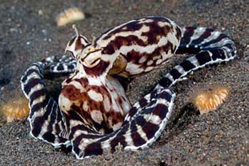 mimic octopus