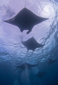 Manta Rays