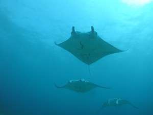 Manta Rays