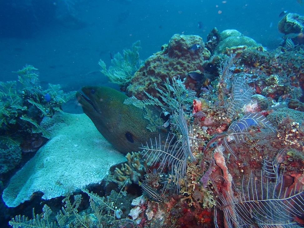 Bali Diving - Moray Eel