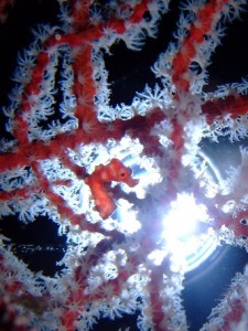 Pigmy seahorse