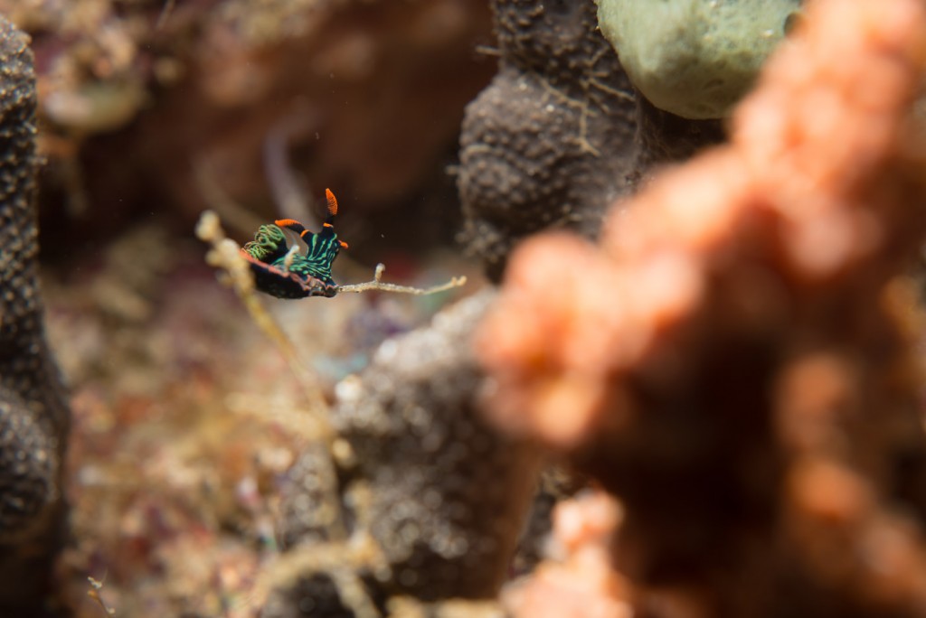 Nudibranch Menjangan Island