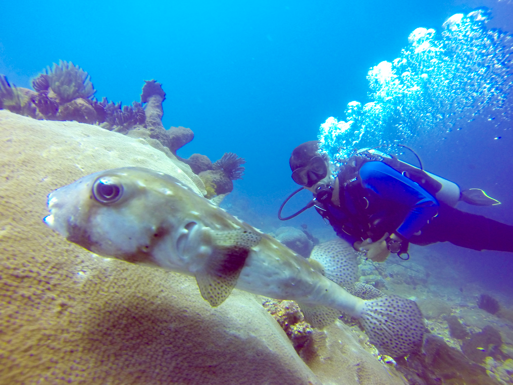 BSB Dive buddy with porcupine puffer fish