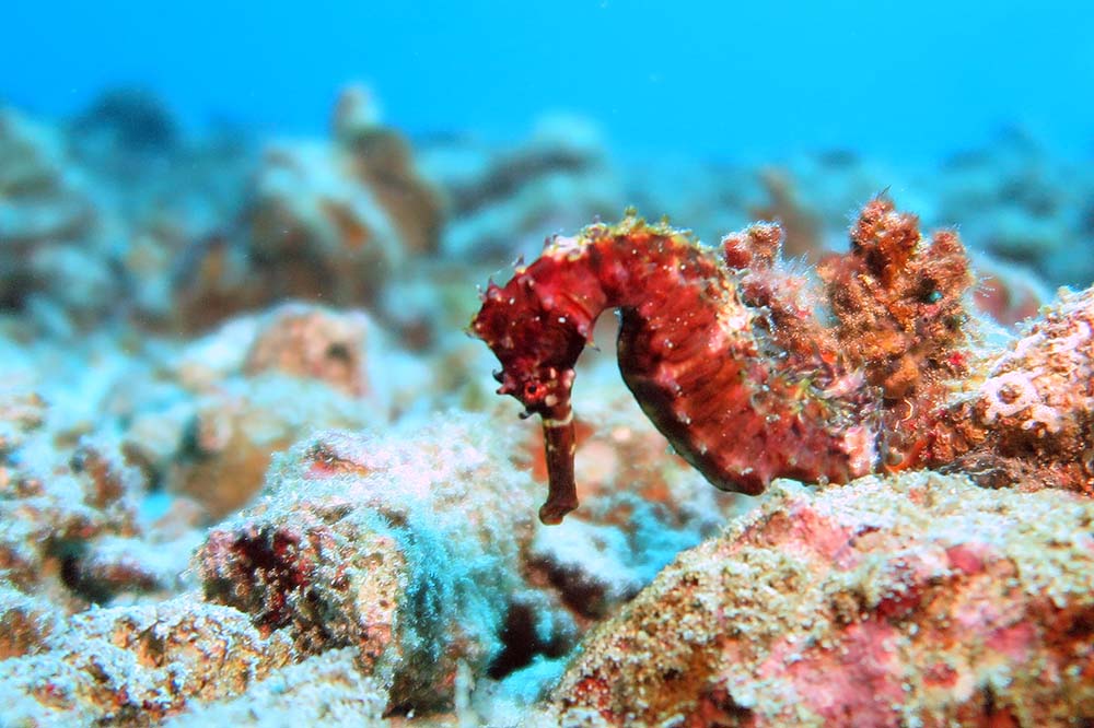 Sea Horse Padang Bai Bali