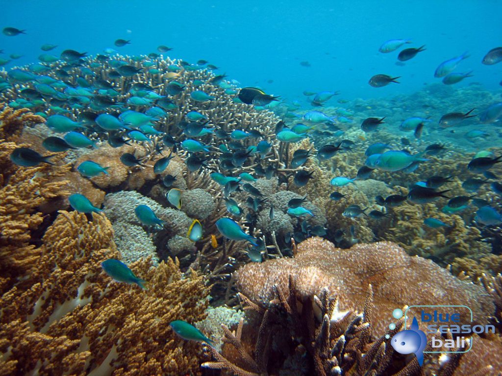 Snorkeling Padang Bai