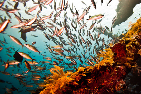 coral garden tulamben