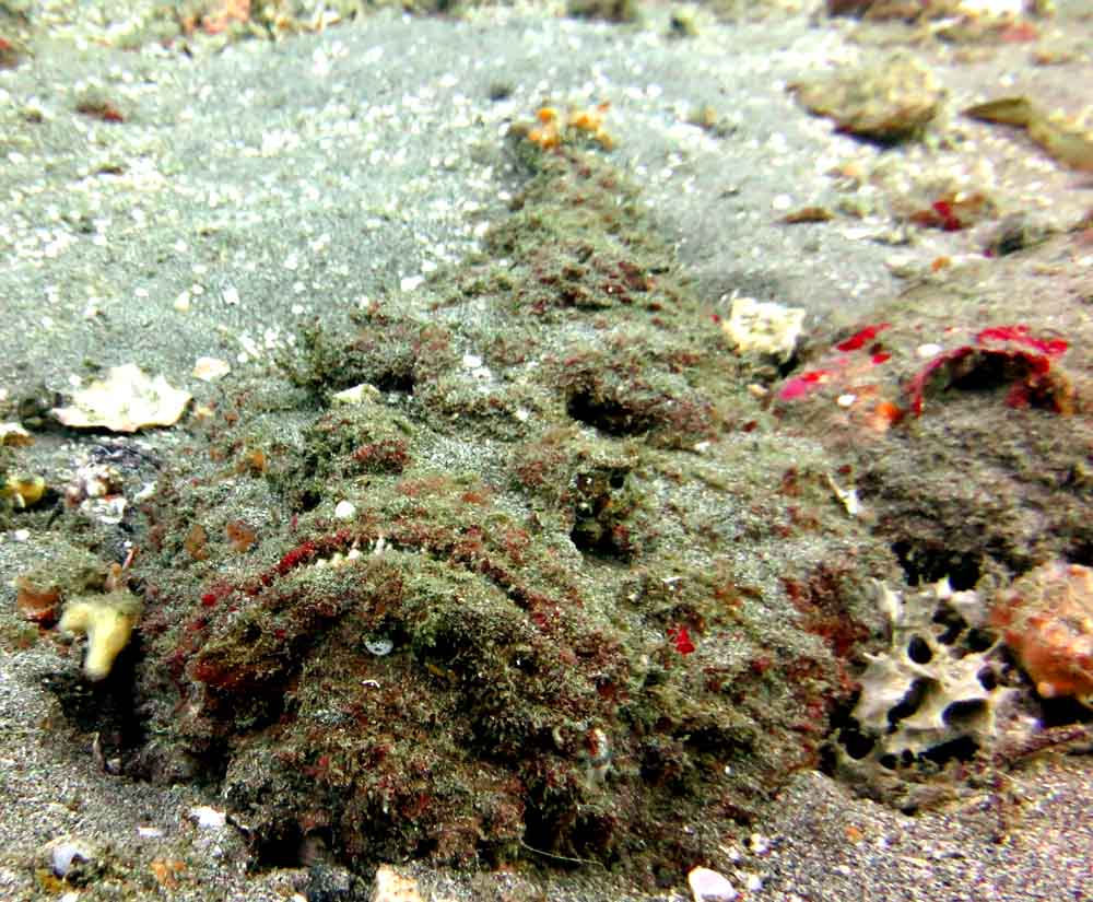 Stone fish - Padang Bai - Bali