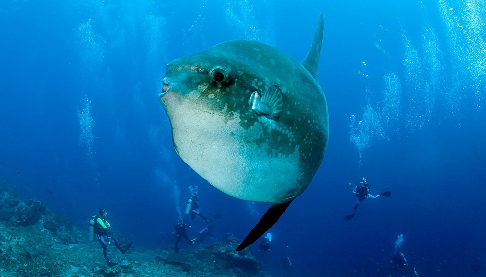 Mola Mola during Advanced Open Water Diver in Bali