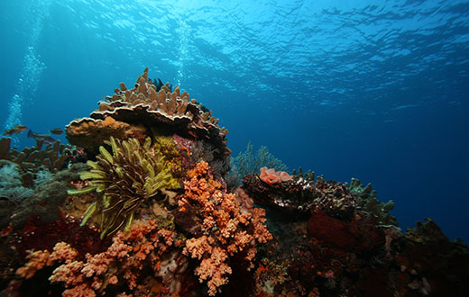 Snorkeling Tulamben Reef Bali