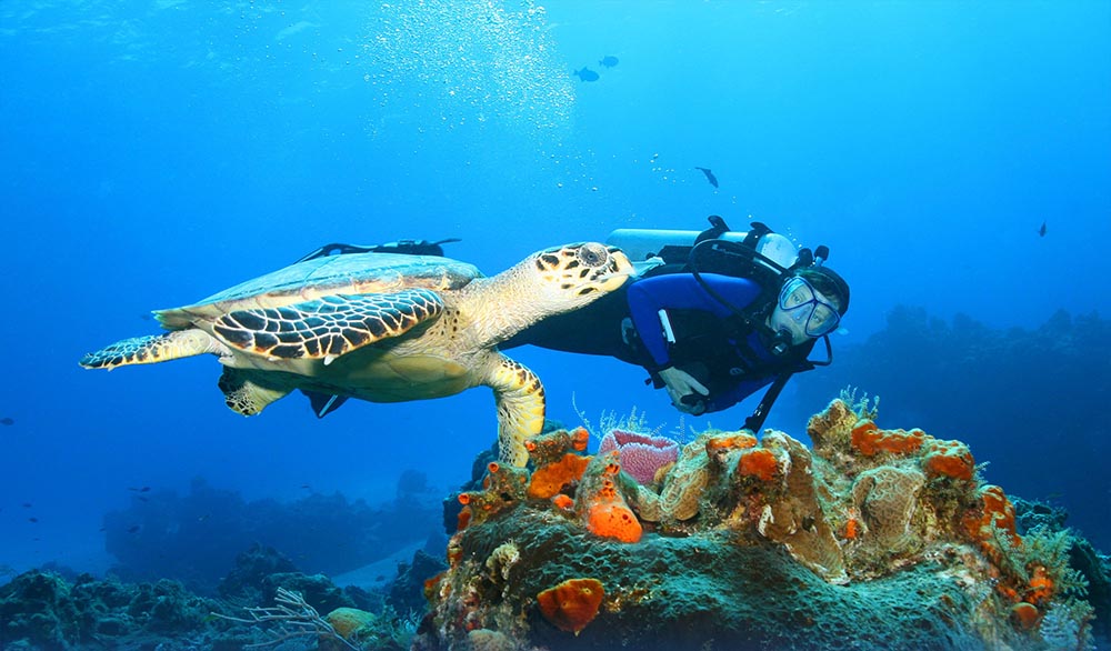 dive Bali Turtle and diver