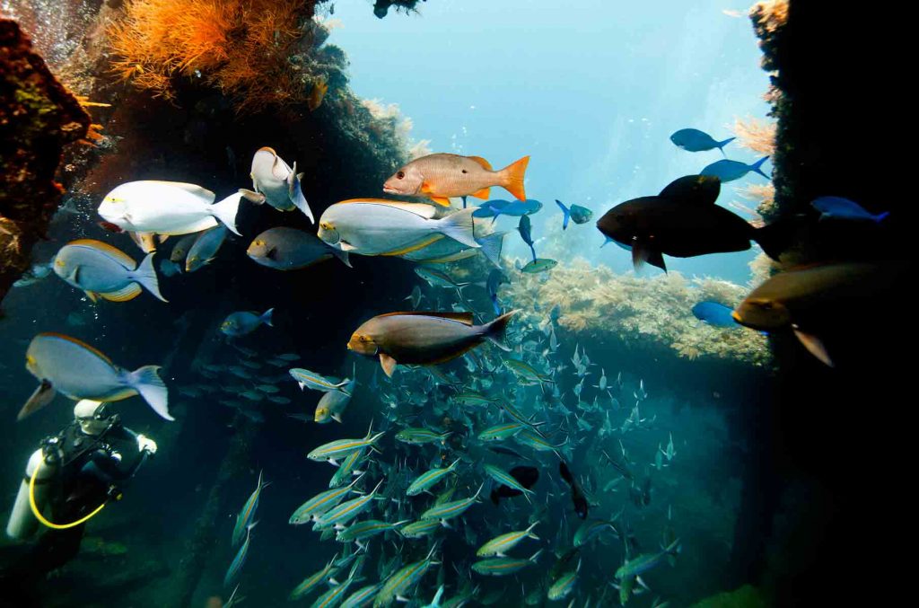 USAT Liberty Shipwreck Diving Tulamben