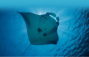 Manta Ray