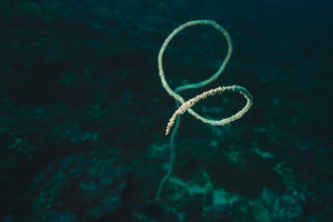 Whip Coral
