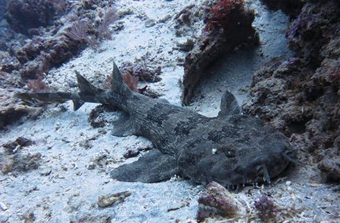 Wobbegong Shark Bali