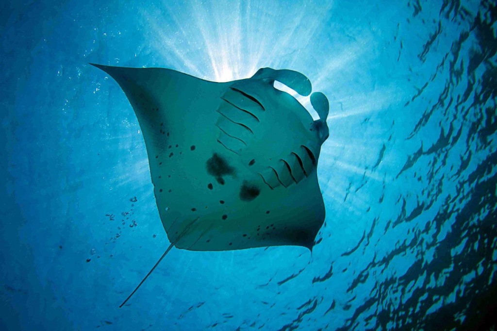 Manta Rays Bali - Blue Season Bali