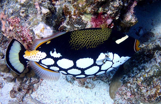 clown-triggerfish