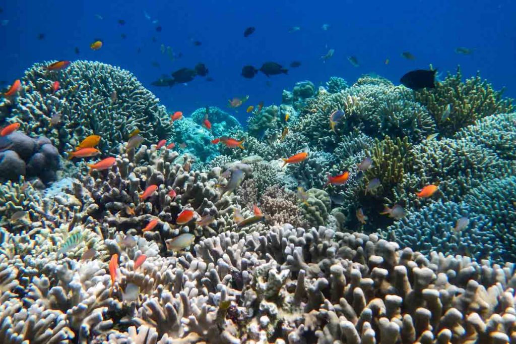 coral reef menjangan