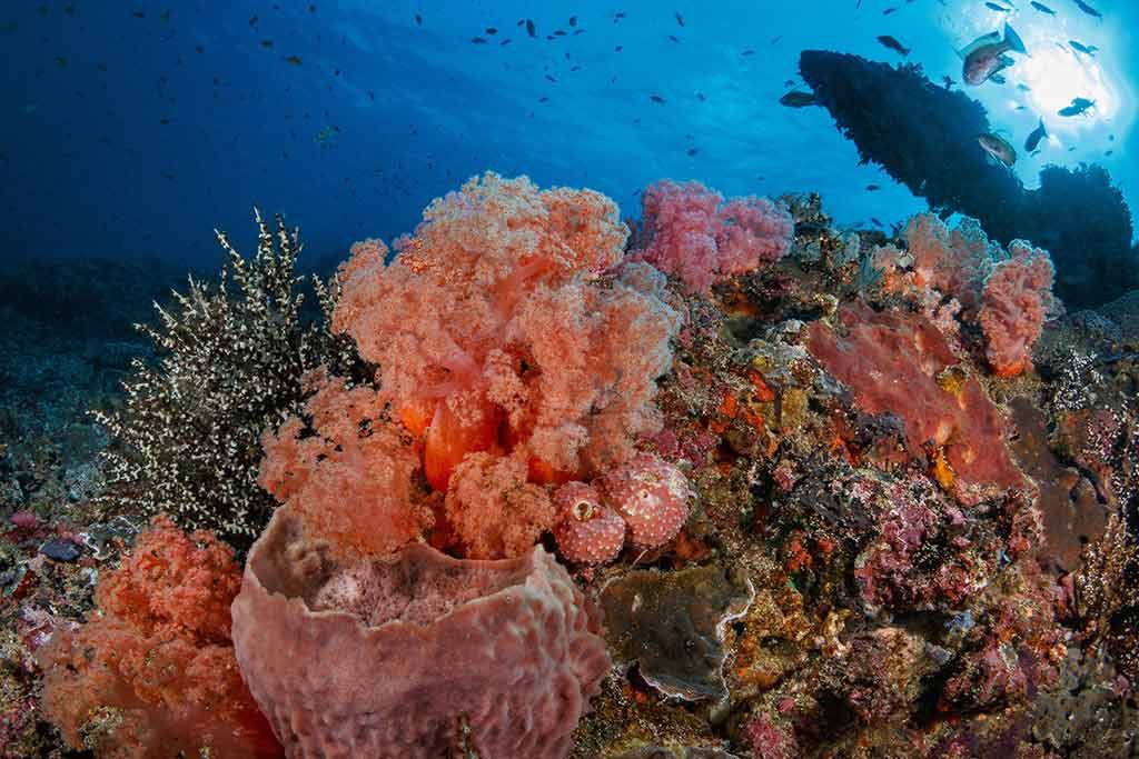 crystal bay marine life for advanced open water nusa penida