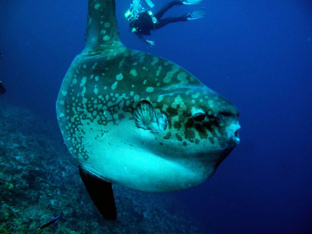 diving in nusa penida