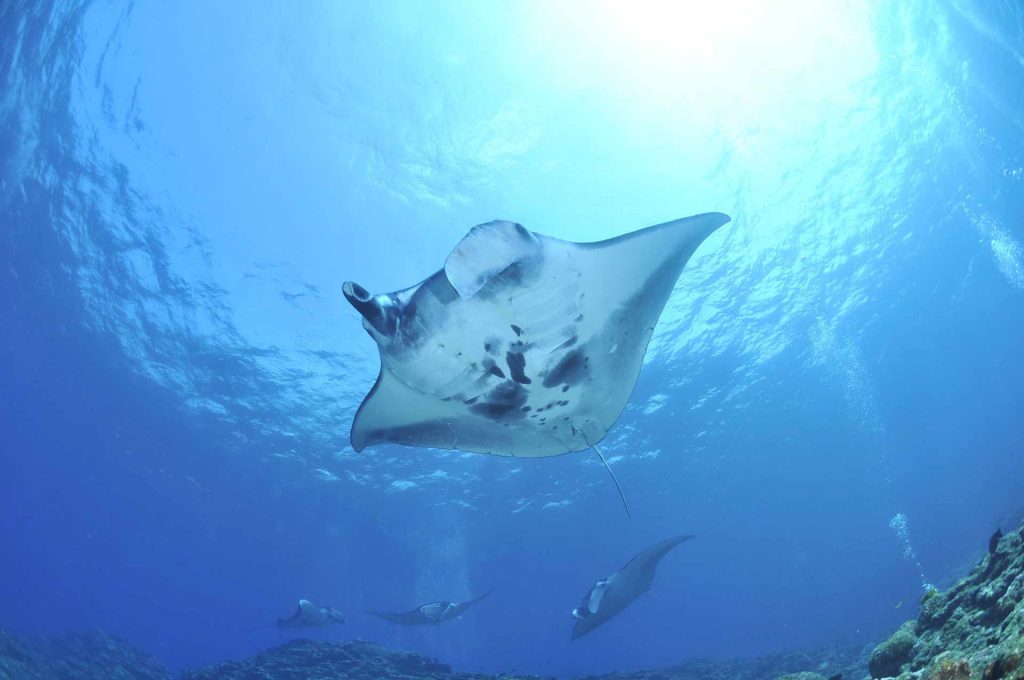 diving-with-manta-ray-reason-to-dive-in-bali