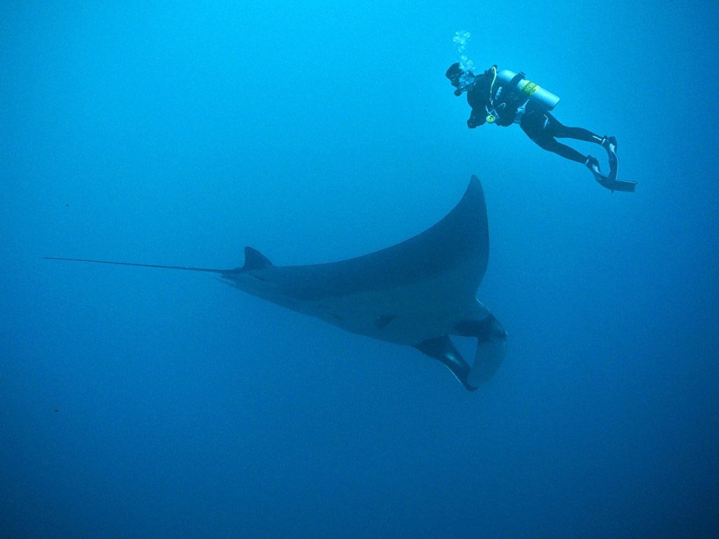 diving manta rays - cleaning station nusa penida bali