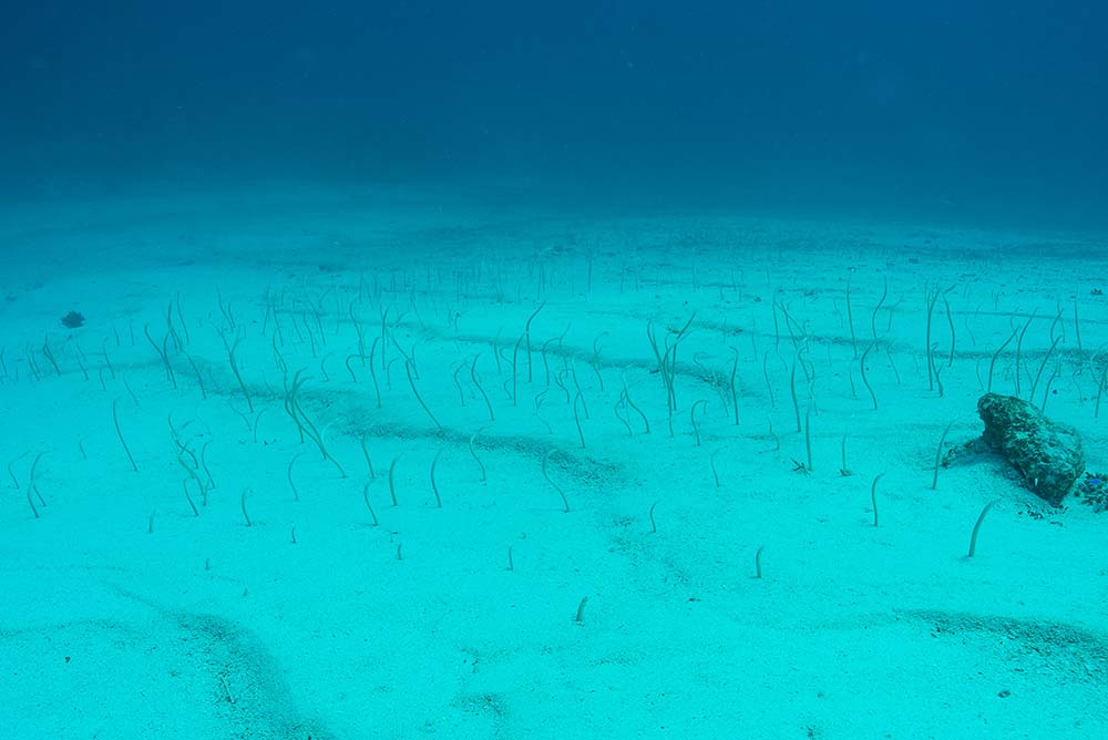 eel garden menjangan