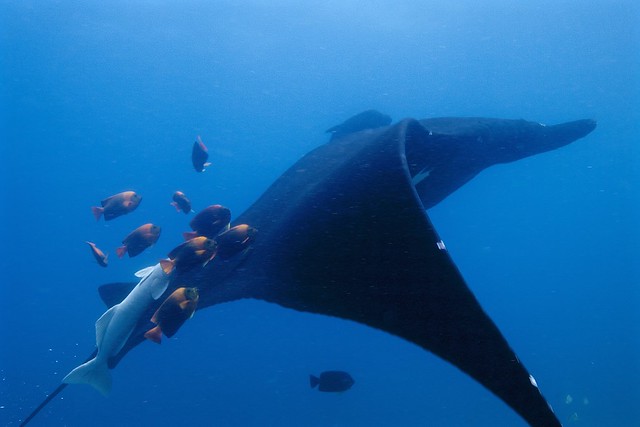 giant manta rays in bali