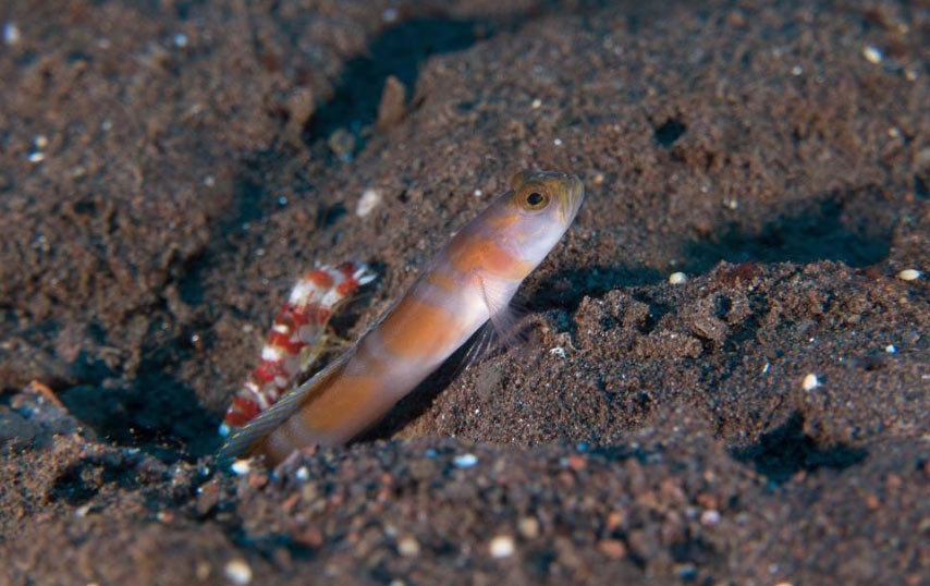 goby fish