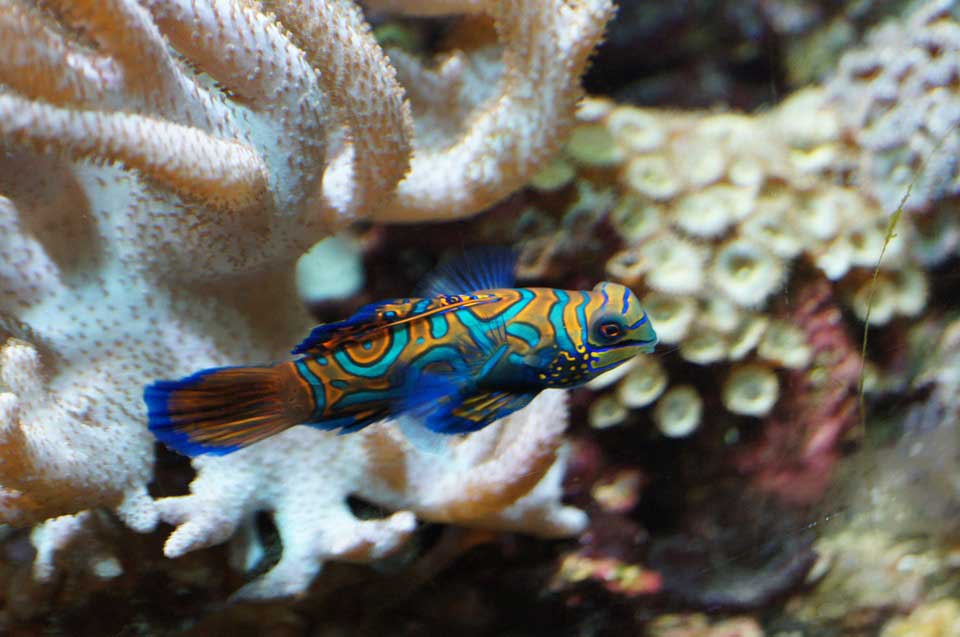 mandarin fish