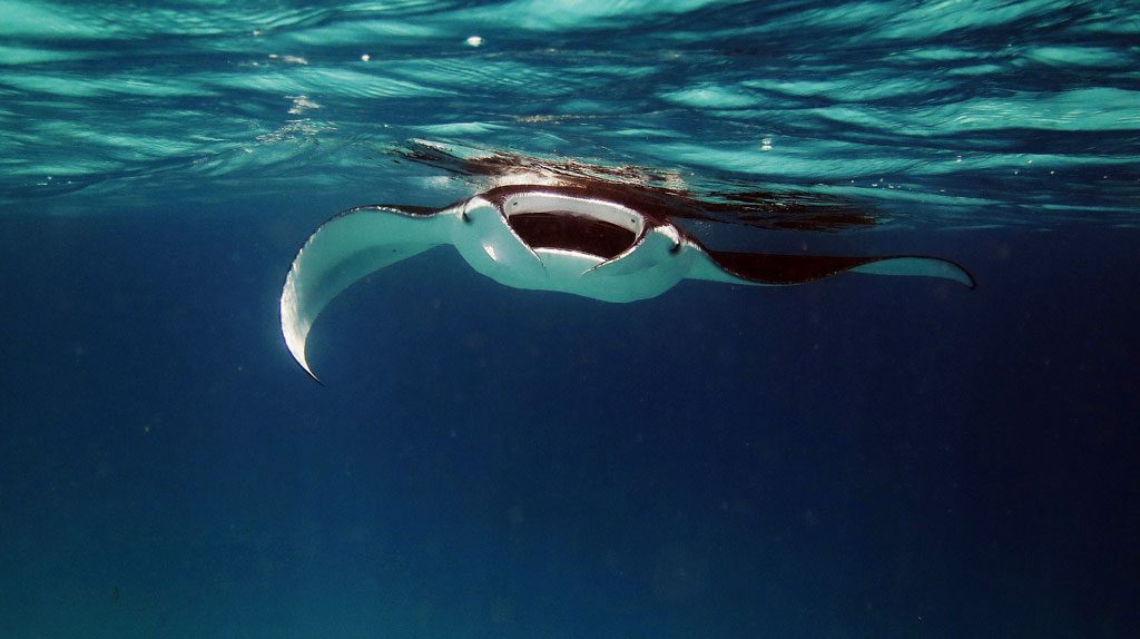 manta rays cleaning station