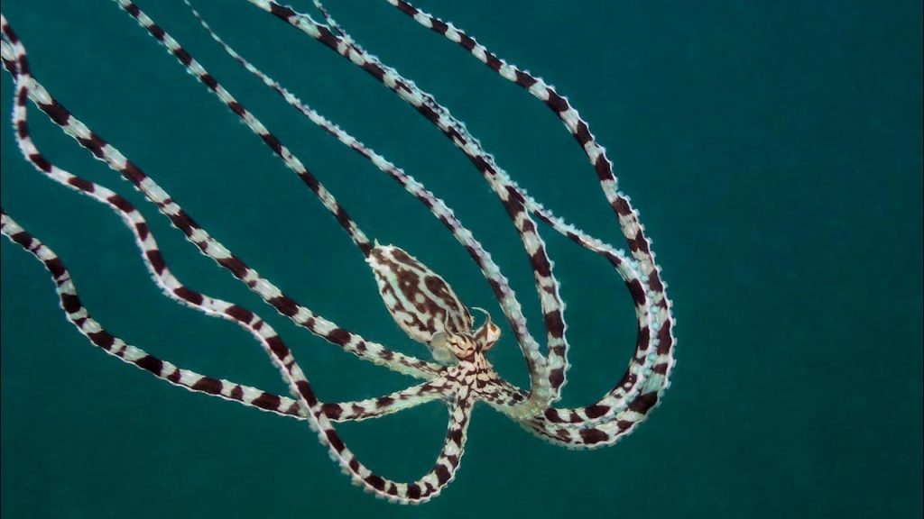 mimic-octopus-bali