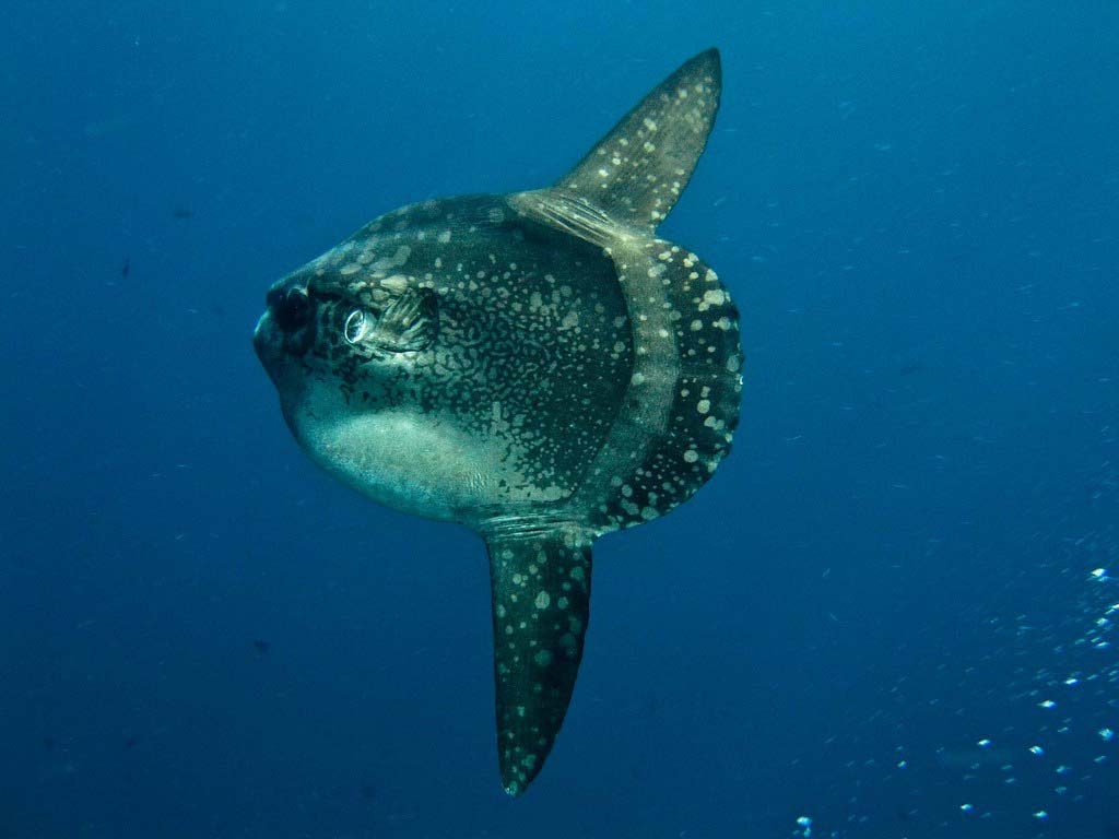 mola mola